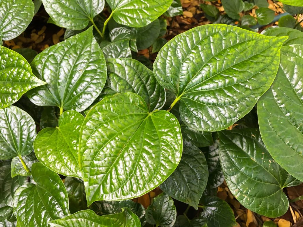 Daun Sirih