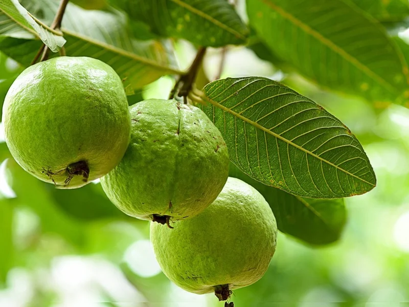 Daun Jambu Biji